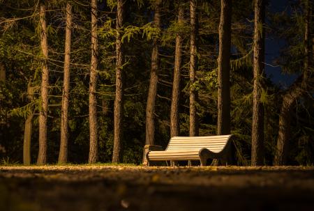 Brown Wooden Slatted Bench Near Brown Tree Trunk