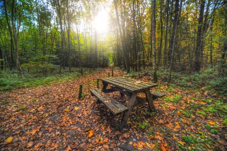 Brown Wooden Table With Bench Near Green Trees