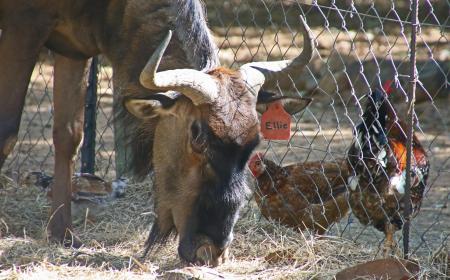 Brown Yak Beside Two Brown Chickens