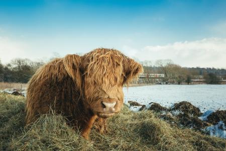 Brown Yak on Green Grass Field