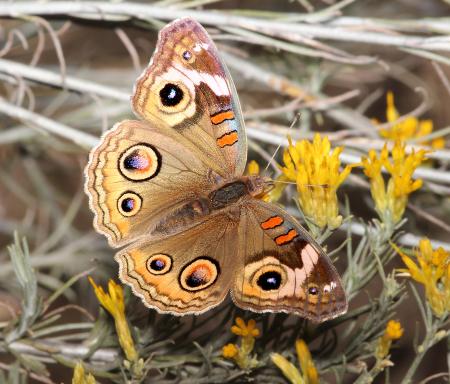 BUCKEYE, COMMON (Junonia coenia) (11-7-2014) harshaw creek crossing rabbit brush, santa cruz co, az -02