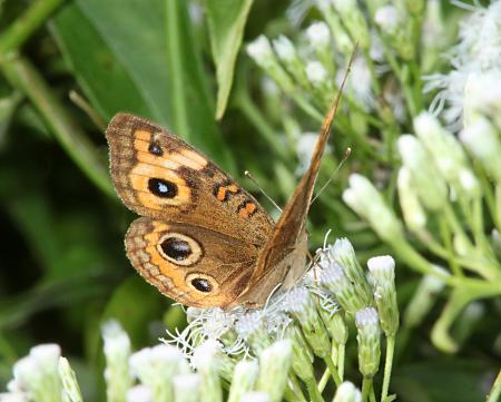 BUCKEYE, MANGROVE (junonia genoveva) (1-22-10) e nat park, fl (1)