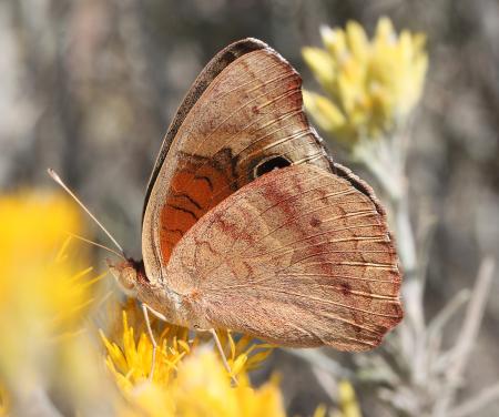 BUCKEYE, TROPICAL (Junonia evarete nigrosuffusa) (10-25-12) harshaw creek rabbitbrush, scc, az (3)