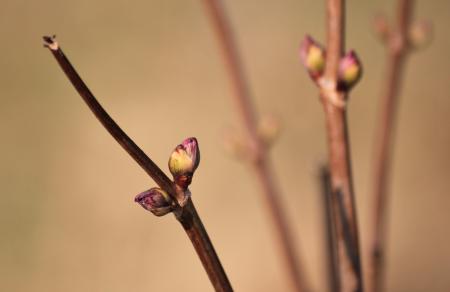 Bud in the Making