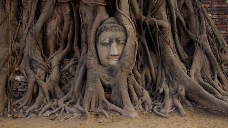 Buddha Roots