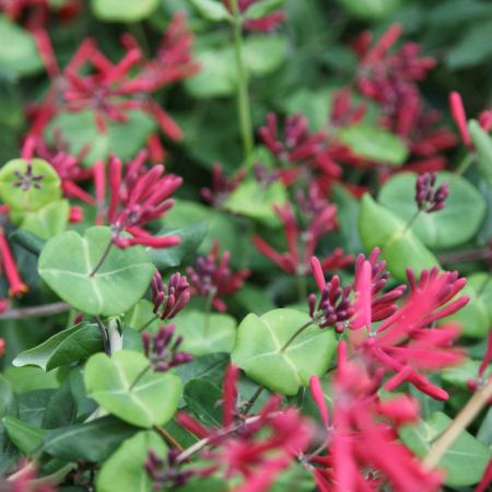 Budding/Blooming Honeysuckle