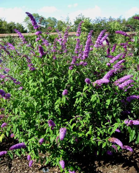 Buddleja Davidii