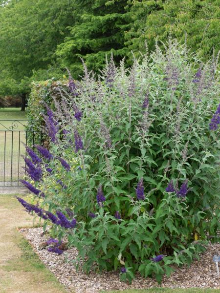 Buddleja Davidii