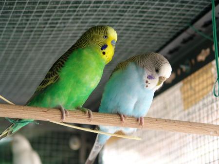 Budgerigars