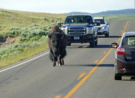 Buffalo on the highway