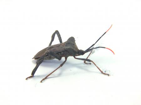 bug