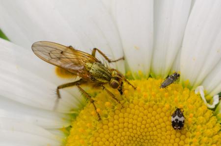 Bug on the Flower