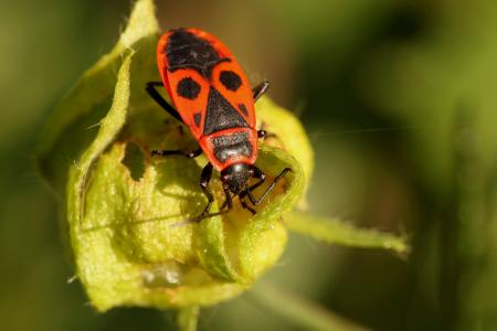 Bug on the Plant