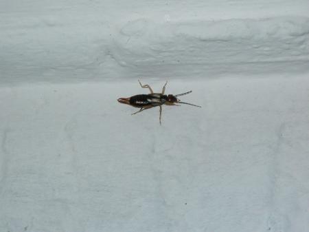 Bug on the wall