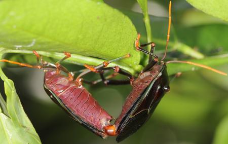 Bugs mating