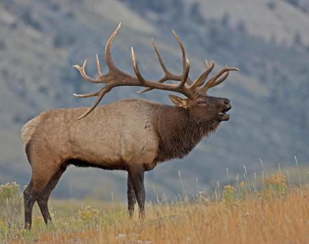 Bull Elk