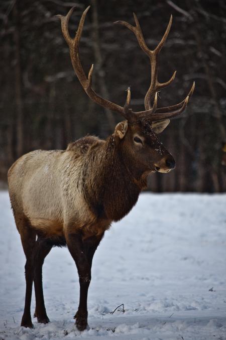 Bull Elk