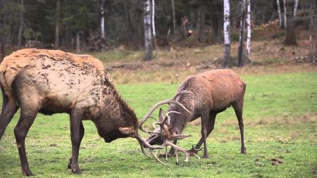 Deer Fight