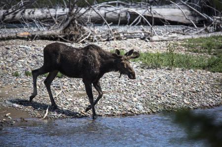 Bull Moose