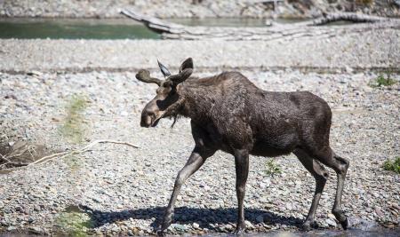 Bull Moose