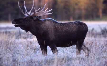 Bull Moose