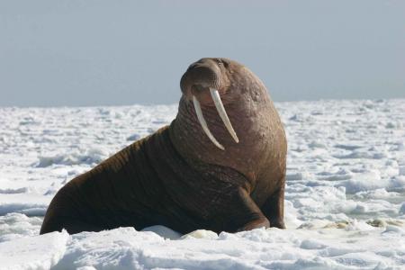 Bull Walrus