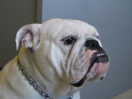 English Bulldog