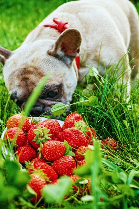 Bulldog and Strawberries