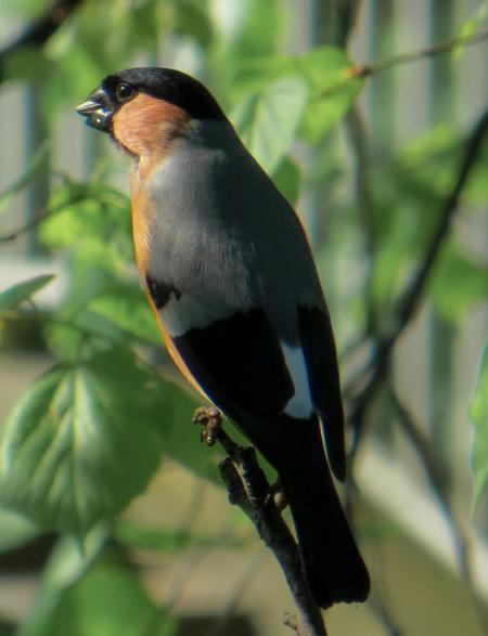 Bullfinch on the Branch