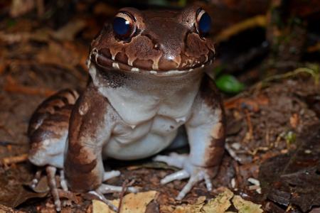 Bullfrog in Jungle