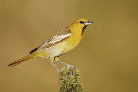 Bullocks Oriole