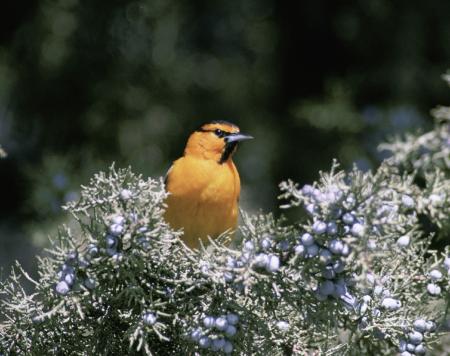 Bullocks Oriole