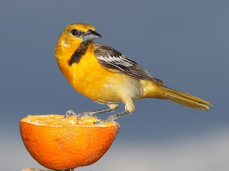 Bullocks Oriole