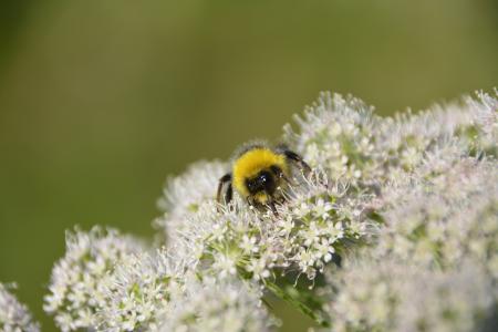 Bumble Bee on White Flowers