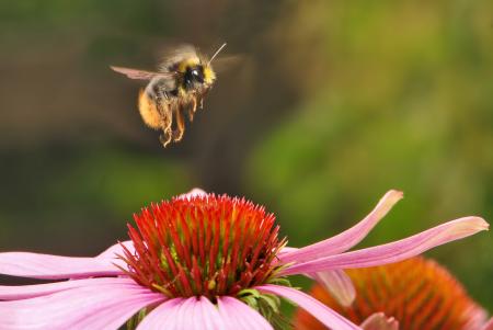 Bumblebee on the Flower