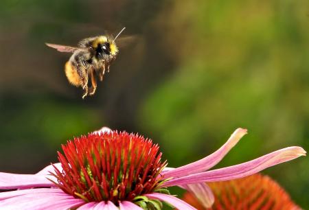 Bumblebee on the Flower