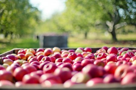 Bunch of Apples