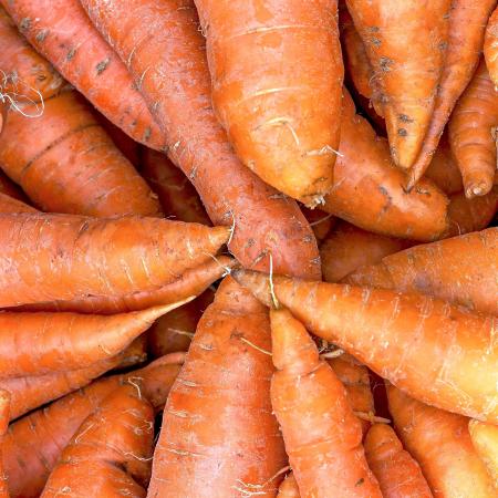 Bunch of Carrots