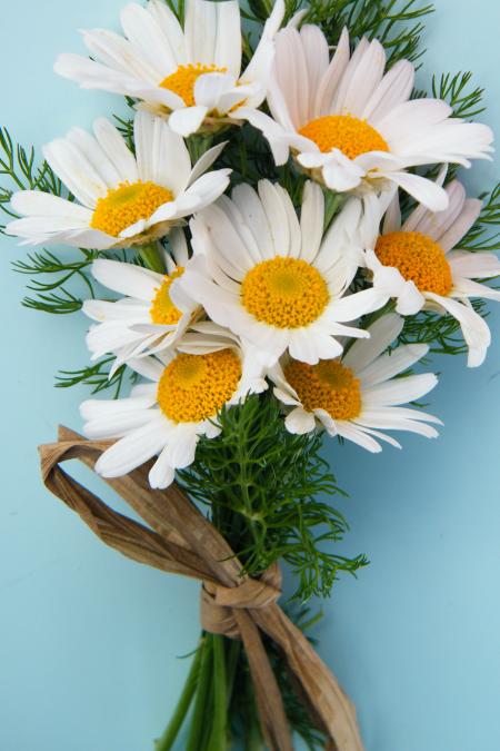 Bunch of Daisies