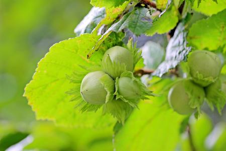 Bunch of Hazelnuts