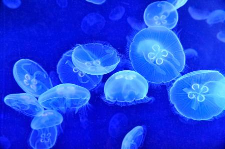 Bunch of Jellyfish