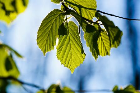 Bunch of Leaves