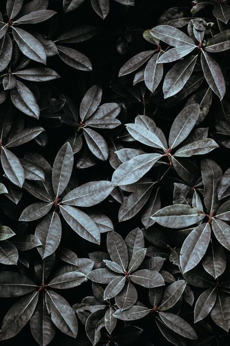 Bunch of Leaves