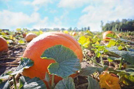 Bunch of Pumpkins