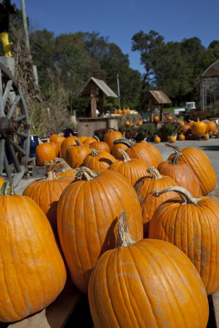 Bunch of Pumpkins