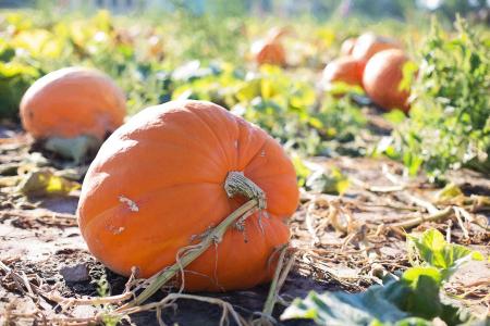 Bunch of Pumpkins