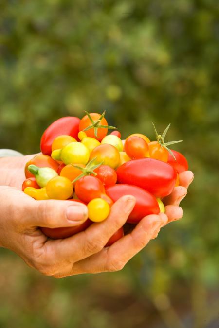 Bunch of Tomatoes