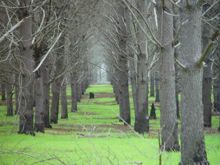 Bunch of Trees