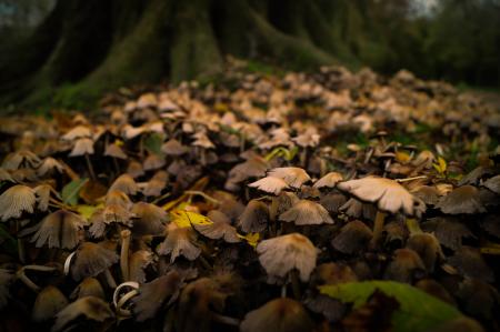 Bunch of Wild Mushrooms