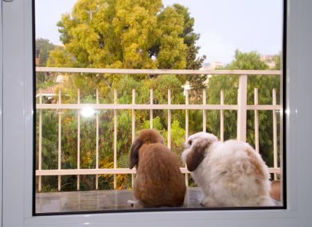 Bunnies day dreaming....